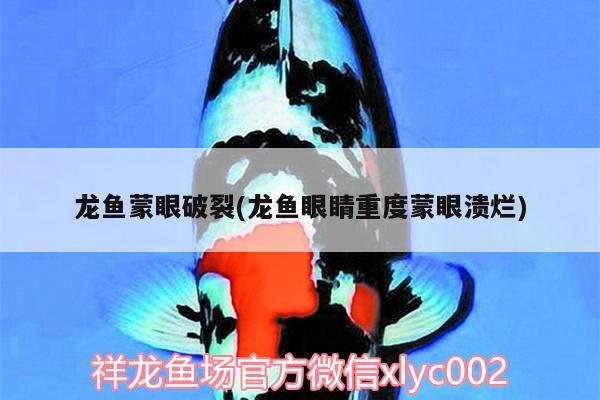 龍魚蒙眼破裂(龍魚眼睛重度蒙眼潰爛)