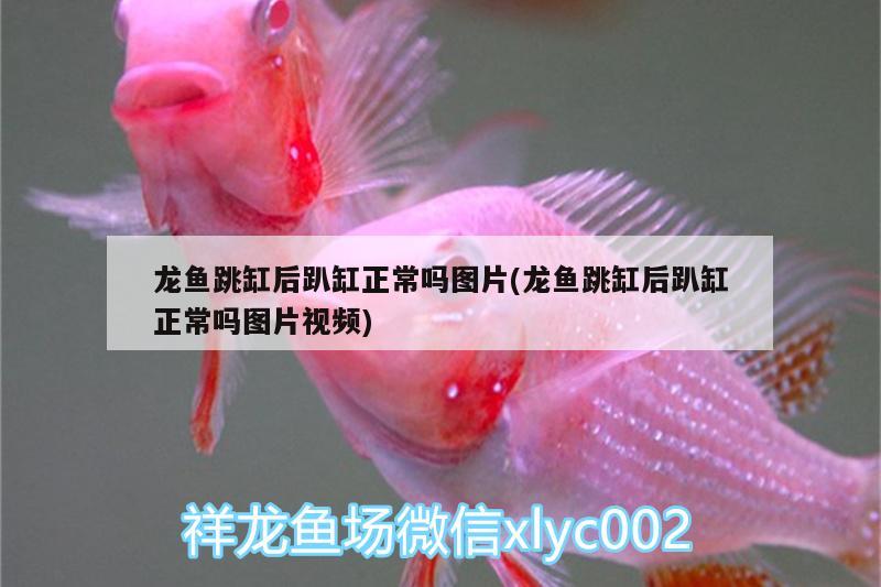 龍魚跳缸后趴缸正常嗎圖片(龍魚跳缸后趴缸正常嗎圖片視頻) 熊貓異形魚L46