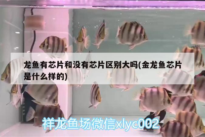 龍魚(yú)有芯片和沒(méi)有芯片區(qū)別大嗎(金龍魚(yú)芯片是什么樣的)