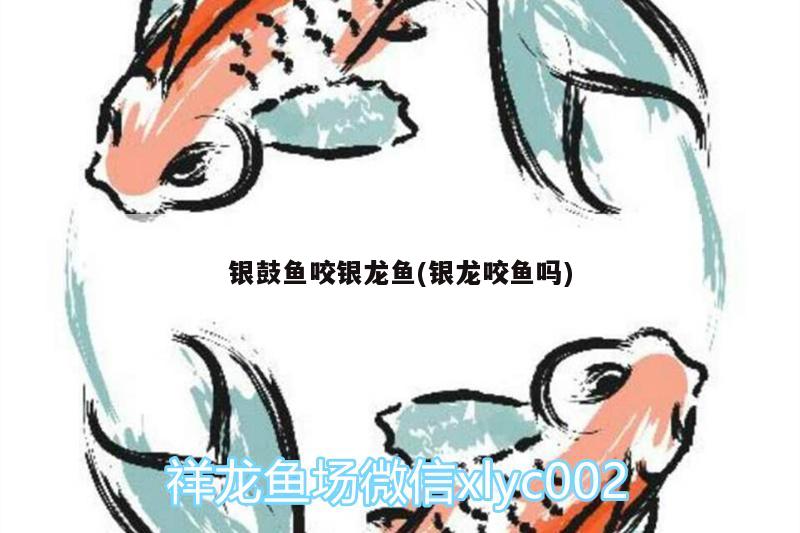 銀鼓魚咬銀龍魚(銀龍咬魚嗎) 銀龍魚