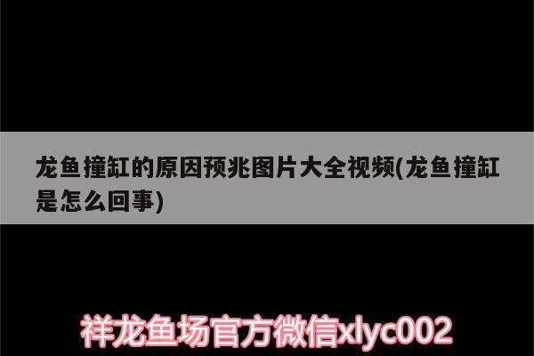 龍魚撞缸的原因預(yù)兆圖片大全視頻(龍魚撞缸是怎么回事)