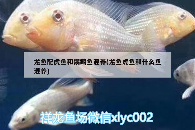 龍魚(yú)配虎魚(yú)和鸚鵡魚(yú)混養(yǎng)(龍魚(yú)虎魚(yú)和什么魚(yú)混養(yǎng)) 鸚鵡魚(yú)