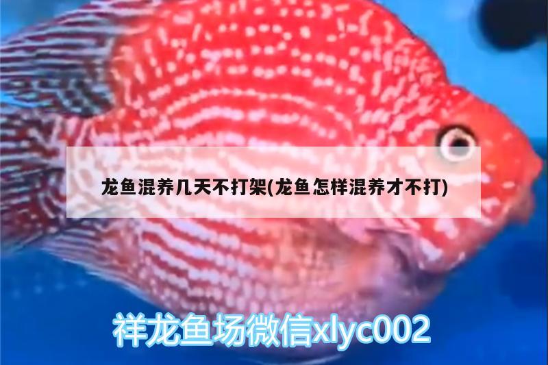 龍魚混養(yǎng)幾天不打架(龍魚怎樣混養(yǎng)才不打) 帝王三間魚