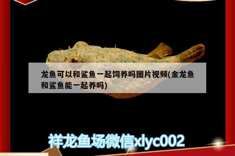 龍魚可以和鯊魚一起飼養(yǎng)嗎圖片視頻(金龍魚和鯊魚能一起養(yǎng)嗎)