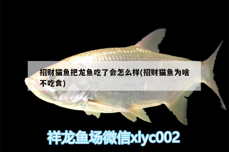 招財貓魚把龍魚吃了會怎么樣(招財貓魚為啥不吃食) 羅漢魚批發(fā)