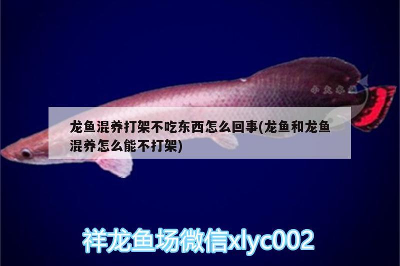 龍魚混養(yǎng)打架不吃東西怎么回事(龍魚和龍魚混養(yǎng)怎么能不打架) 狗仔（招財(cái)貓)魚苗