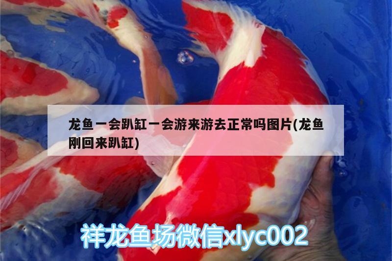 龍魚一會趴缸一會游來游去正常嗎圖片(龍魚剛回來趴缸) 印尼虎苗