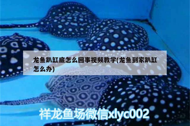 龍魚趴缸底怎么回事視頻教學(龍魚到家趴缸怎么辦) 黑水素