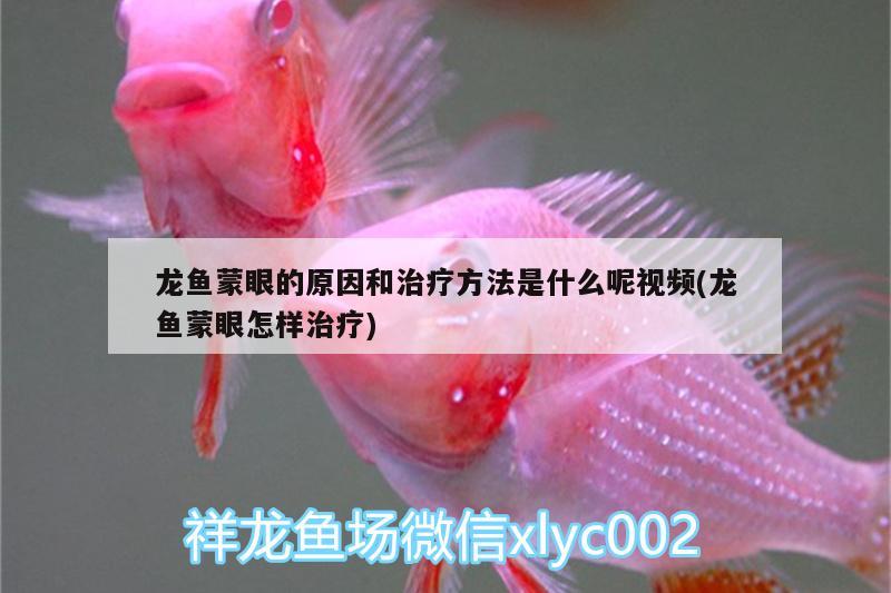 龍魚蒙眼的原因和治療方法是什么呢視頻(龍魚蒙眼怎樣治療) 殺菌消毒設備