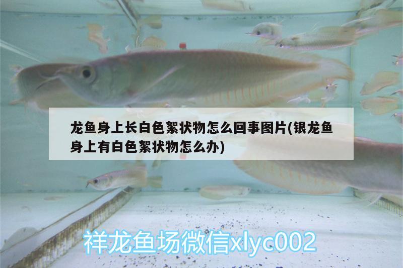 龍魚身上長白色絮狀物怎么回事圖片(銀龍魚身上有白色絮狀物怎么辦)