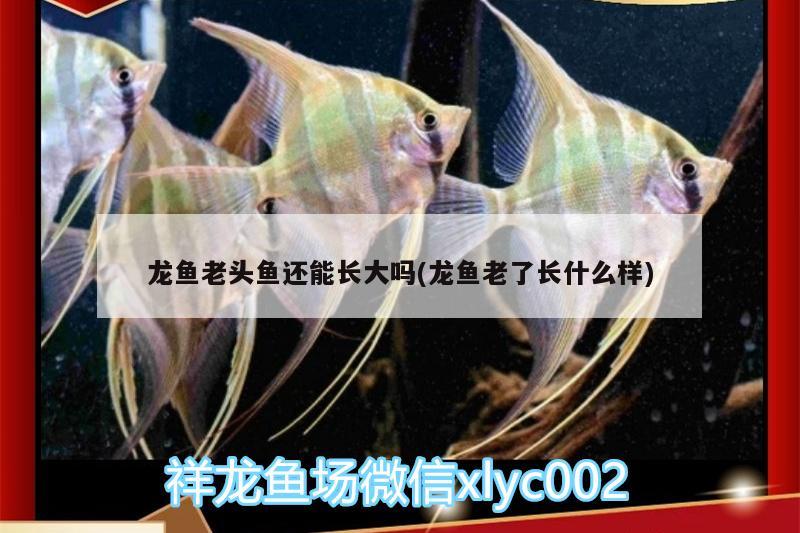 龍魚老頭魚還能長大嗎(龍魚老了長什么樣)