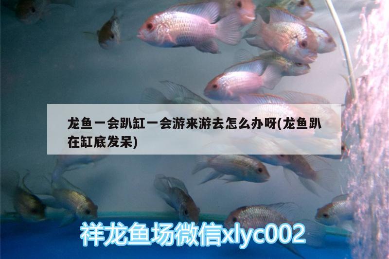 龍魚一會趴缸一會游來游去怎么辦呀(龍魚趴在缸底發(fā)呆)