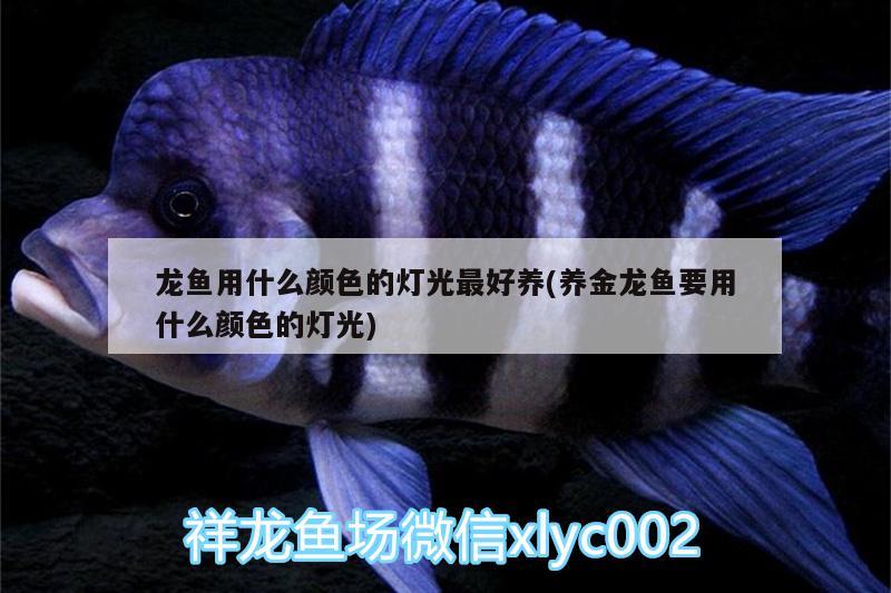 龍魚(yú)用什么顏色的燈光最好養(yǎng)(養(yǎng)金龍魚(yú)要用什么顏色的燈光)