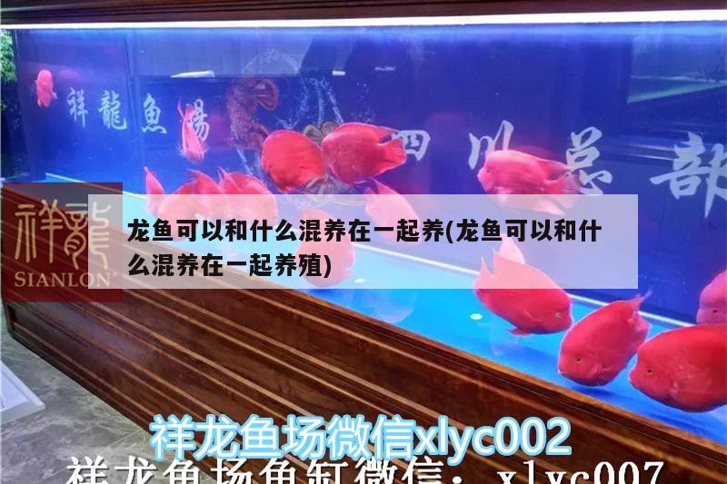 龍魚可以和什么混養(yǎng)在一起養(yǎng)(龍魚可以和什么混養(yǎng)在一起養(yǎng)殖)