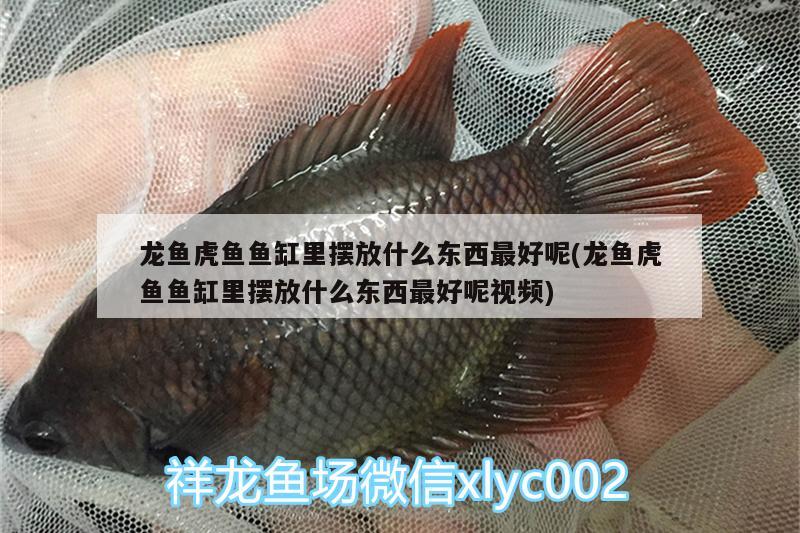 龍魚虎魚魚缸里擺放什么東西最好呢(龍魚虎魚魚缸里擺放什么東西最好呢視頻)