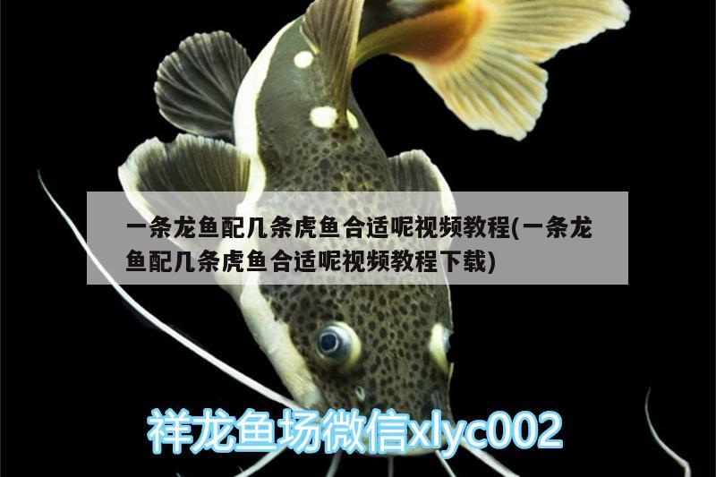 一條龍魚配幾條虎魚合適呢視頻教程(一條龍魚配幾條虎魚合適呢視頻教程下載)