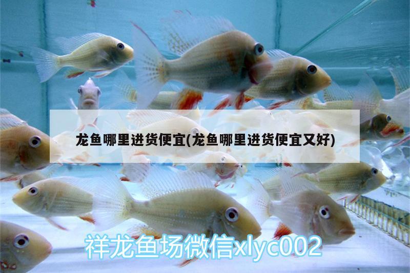 龍魚哪里進貨便宜(龍魚哪里進貨便宜又好)