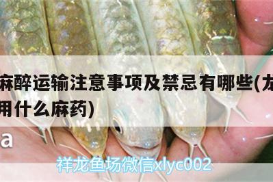 龍魚麻醉運輸注意事項及禁忌有哪些(龍魚做手術(shù)用什么麻藥) 龍魚麻藥（祥龍Nika）