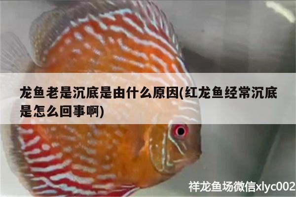 龍魚老是沉底是由什么原因(紅龍魚經(jīng)常沉底是怎么回事啊) 白子銀龍魚苗