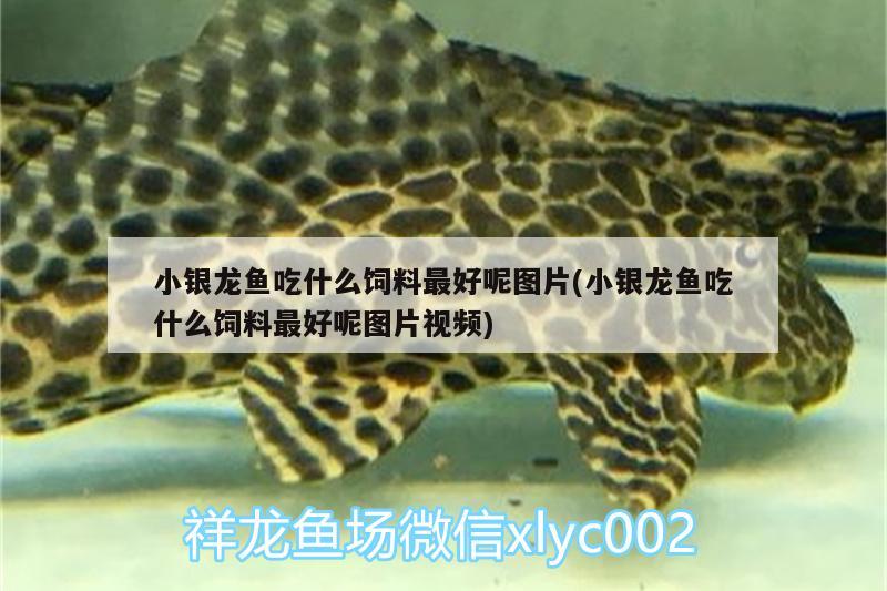 小銀龍魚吃什么飼料最好呢圖片(小銀龍魚吃什么飼料最好呢圖片視頻) 銀龍魚