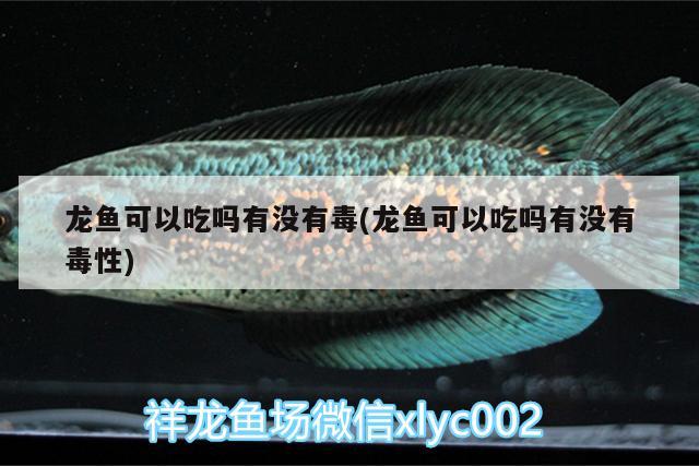 龍魚可以吃嗎有沒有毒(龍魚可以吃嗎有沒有毒性)