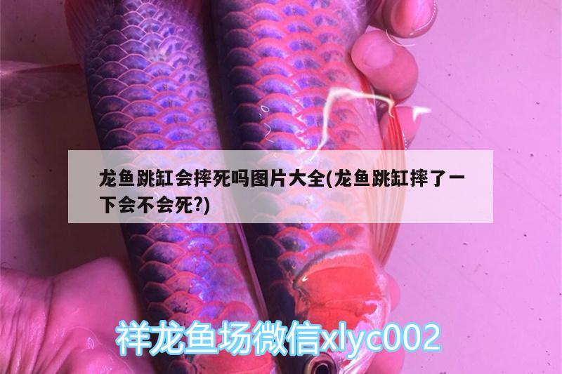 龍魚跳缸會(huì)摔死嗎圖片大全(龍魚跳缸摔了一下會(huì)不會(huì)死?)