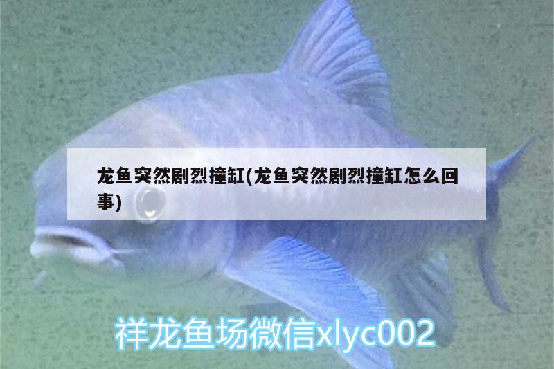 龍魚突然劇烈撞缸(龍魚突然劇烈撞缸怎么回事) 巴西亞魚苗