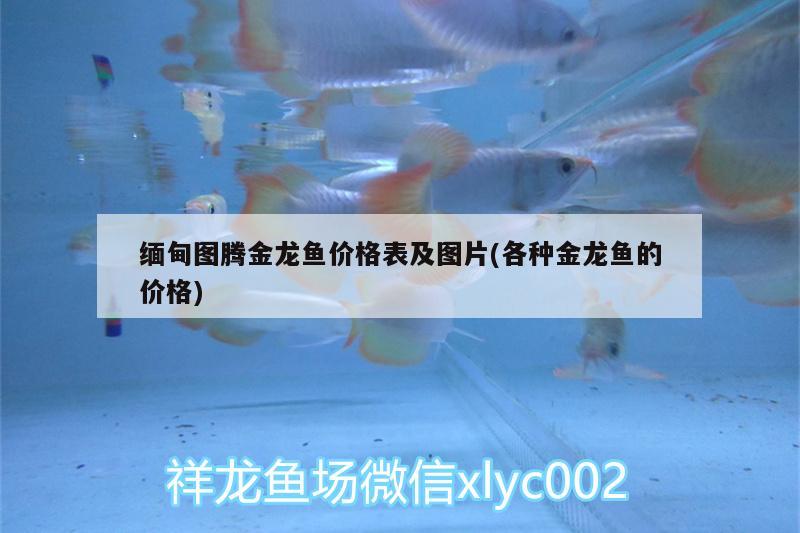 緬甸圖騰金龍魚(yú)價(jià)格表及圖片(各種金龍魚(yú)的價(jià)格)