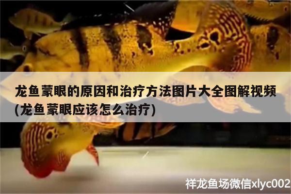 龍魚蒙眼的原因和治療方法圖片大全圖解視頻(龍魚蒙眼應(yīng)該怎么治療)