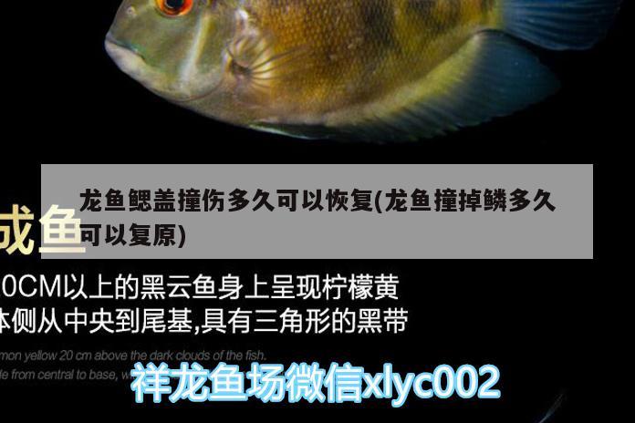 龍魚鰓蓋撞傷多久可以恢復(fù)(龍魚撞掉鱗多久可以復(fù)原)