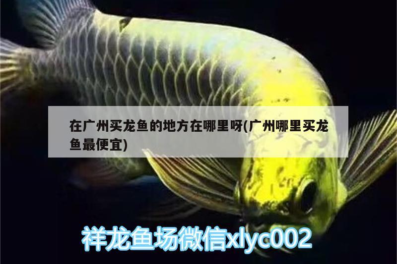 在廣州買龍魚的地方在哪里呀(廣州哪里買龍魚最便宜) 過背金龍魚