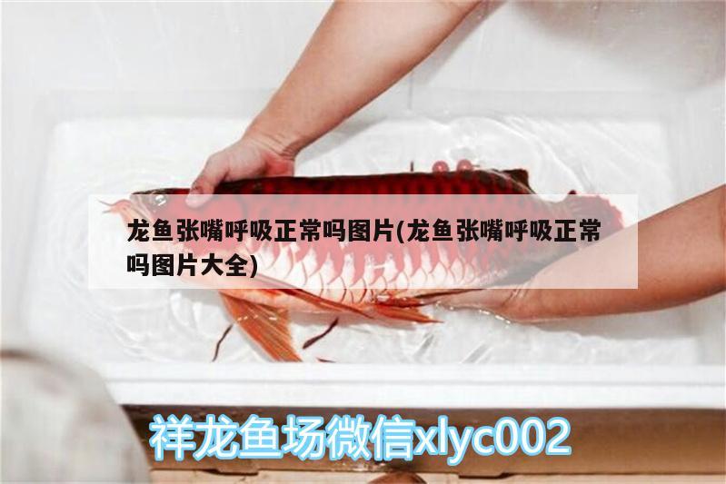 龍魚張嘴呼吸正常嗎圖片(龍魚張嘴呼吸正常嗎圖片大全) 銀龍魚百科