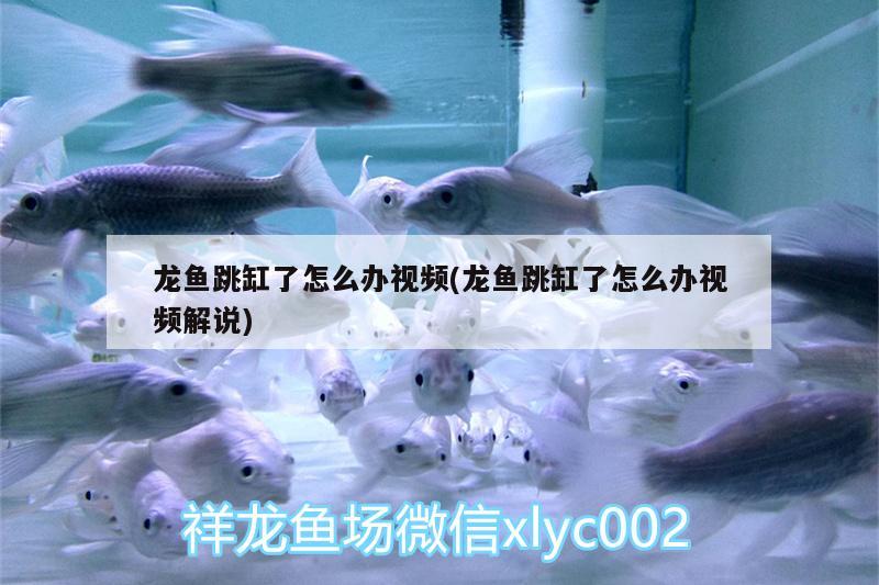 龍魚跳缸了怎么辦視頻(龍魚跳缸了怎么辦視頻解說) 觀賞魚市場