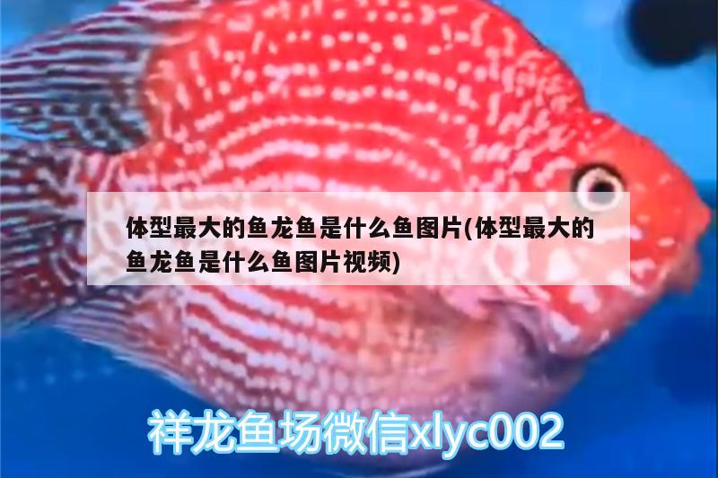 體型最大的魚龍魚是什么魚圖片(體型最大的魚龍魚是什么魚圖片視頻)