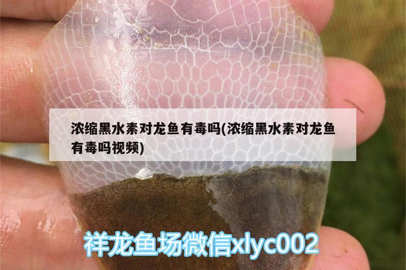 濃縮黑水素對龍魚有毒嗎(濃縮黑水素對龍魚有毒嗎視頻)