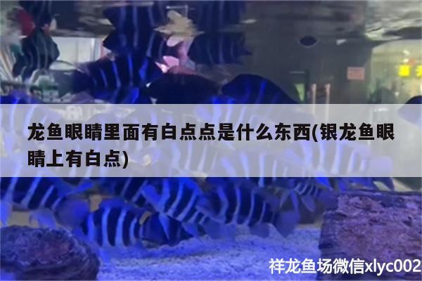 龍魚眼睛里面有白點點是什么東西(銀龍魚眼睛上有白點)