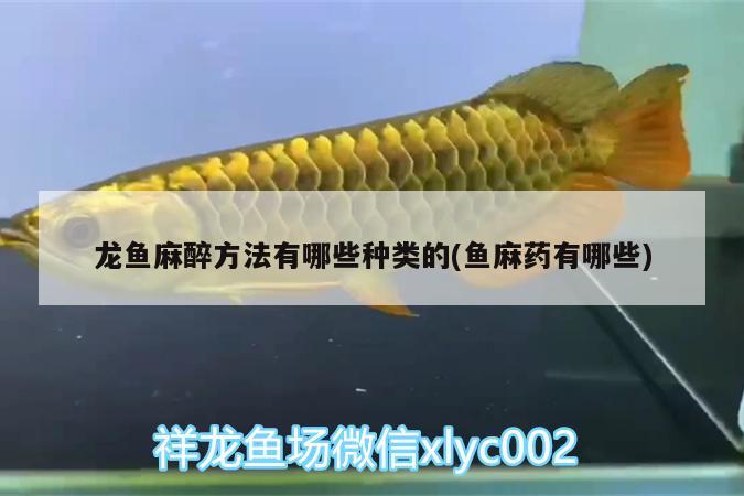 龍魚麻醉方法有哪些種類的(魚麻藥有哪些) 龍魚麻藥（祥龍Nika）