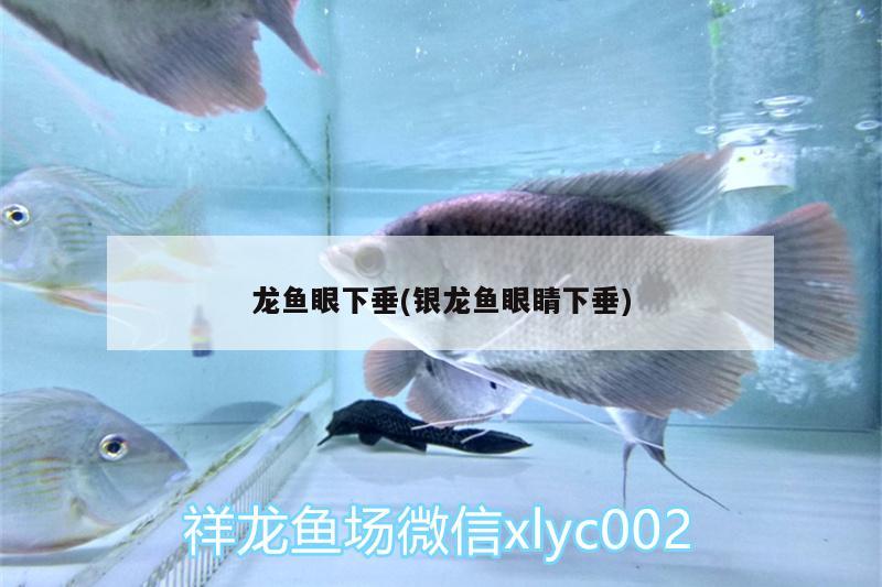 龍魚眼下垂(銀龍魚眼睛下垂) 銀龍魚