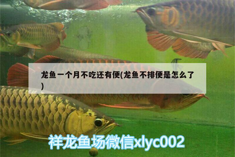 龍魚一個月不吃還有便(龍魚不排便是怎么了) 黑云魚