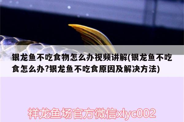 銀龍魚不吃食物怎么辦視頻講解(銀龍魚不吃食怎么辦?銀龍魚不吃食原因及解決方法)