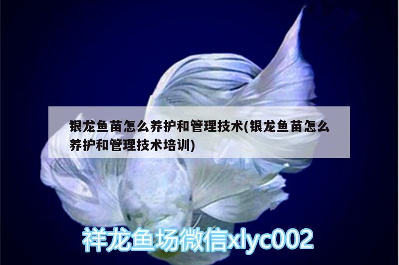 銀龍魚(yú)苗怎么養(yǎng)護(hù)和管理技術(shù)(銀龍魚(yú)苗怎么養(yǎng)護(hù)和管理技術(shù)培訓(xùn))