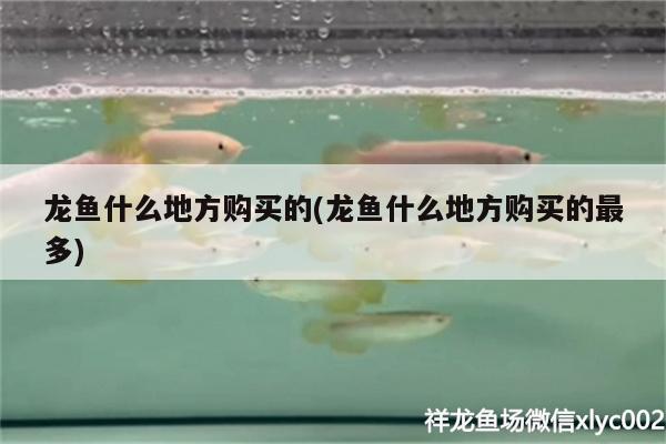 龍魚什么地方購買的(龍魚什么地方購買的最多) 白化火箭魚