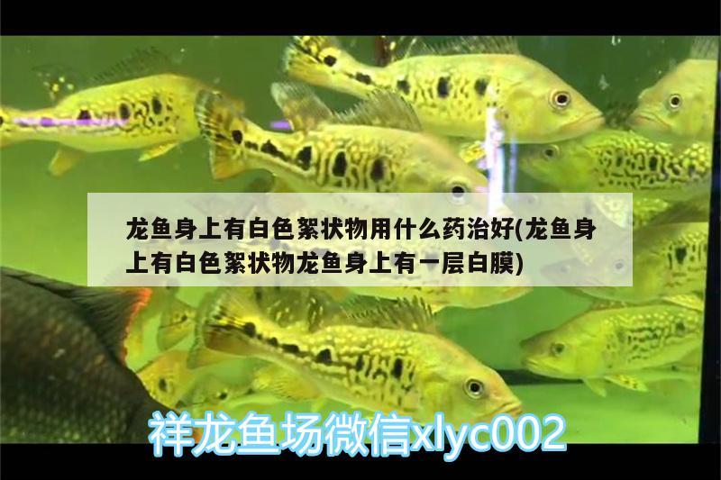 龍魚身上有白色絮狀物用什么藥治好(龍魚身上有白色絮狀物龍魚身上有一層白膜)