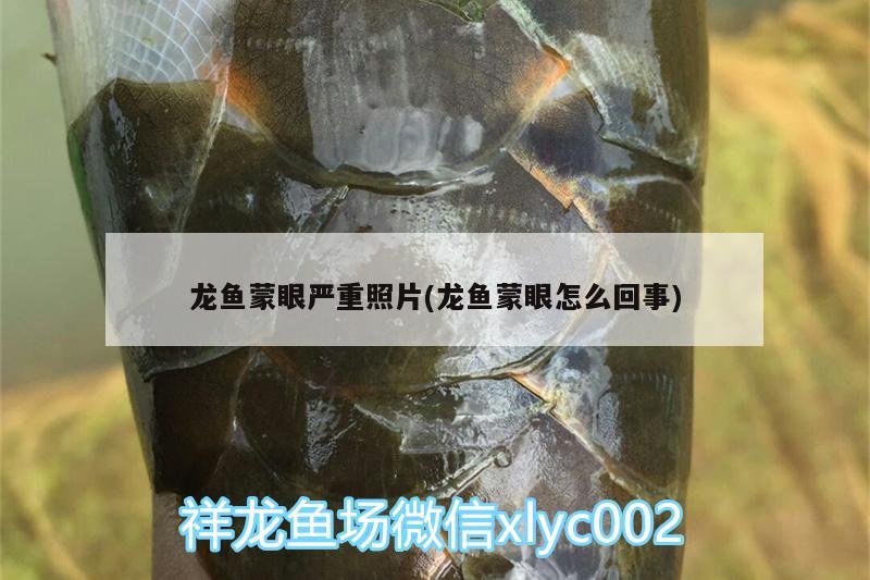 龍魚蒙眼嚴(yán)重照片(龍魚蒙眼怎么回事)