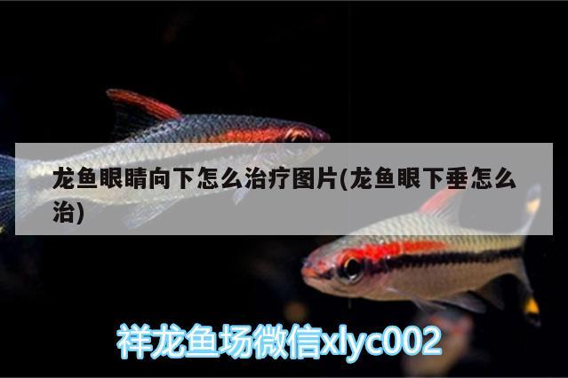 龍魚眼睛向下怎么治療圖片(龍魚眼下垂怎么治) 魚缸凈水劑