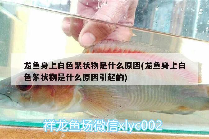 龍魚身上白色絮狀物是什么原因(龍魚身上白色絮狀物是什么原因引起的) 玫瑰銀版魚