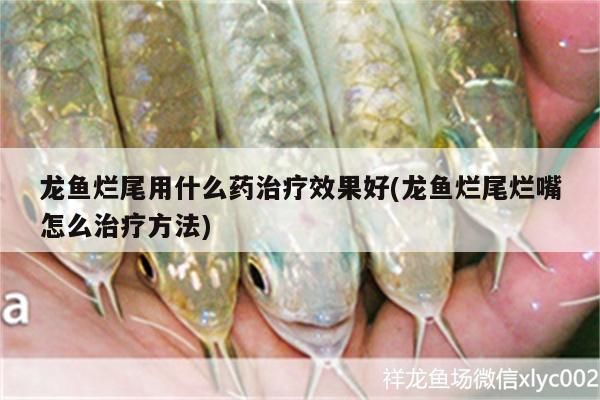 龍魚爛尾用什么藥治療效果好(龍魚爛尾爛嘴怎么治療方法)