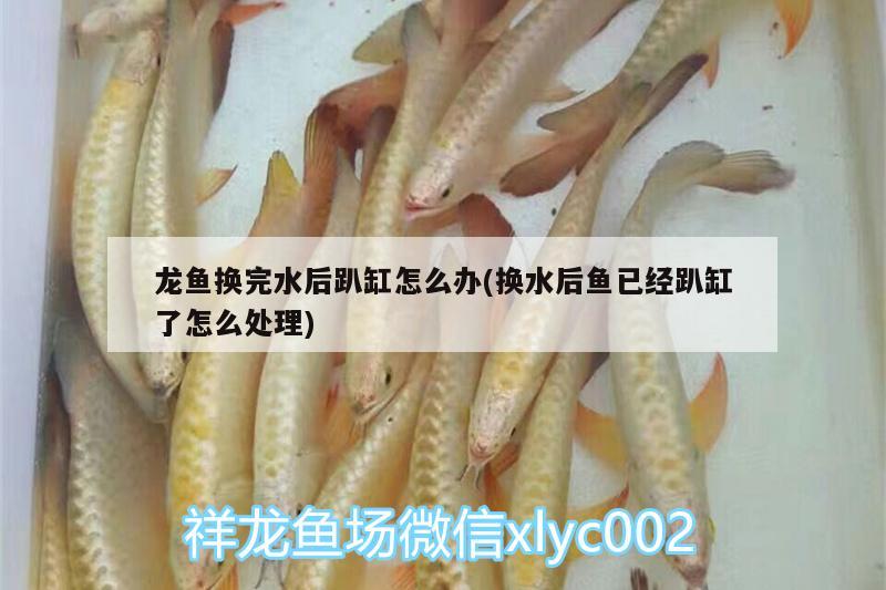 龍魚換完水后趴缸怎么辦(換水后魚已經(jīng)趴缸了怎么處理) 造景/裝飾