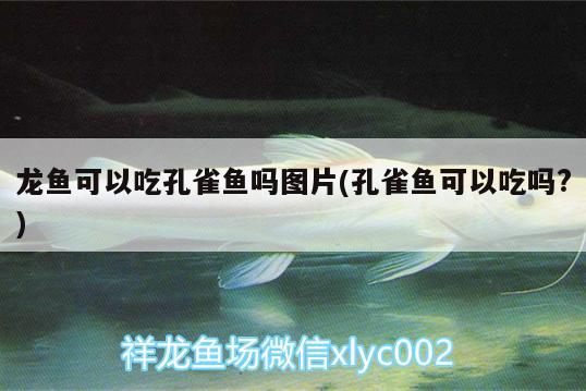 龍魚可以吃孔雀魚嗎圖片(孔雀魚可以吃嗎?)