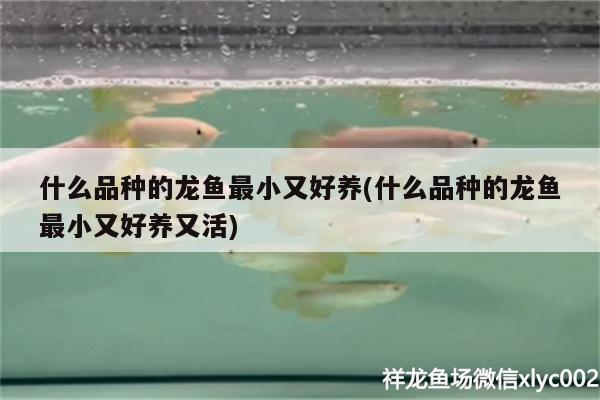 什么品種的龍魚最小又好養(yǎng)(什么品種的龍魚最小又好養(yǎng)又活) 紅尾平克魚